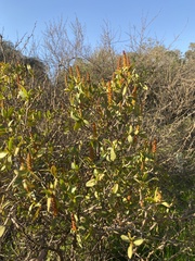 Colliguaja odorifera