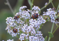 Murgantia histrionica