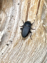 Asiopus minimus