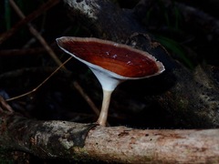 Microporus