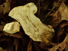 Hypomyces melanocarpus