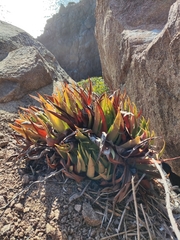 Dudleya