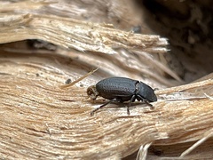 Asiopus minimus
