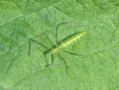 Zelus luridus