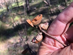Hakea eriantha