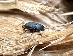 Asiopus minimus
