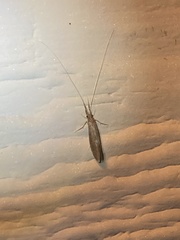 Oecetis