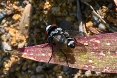 Miltogramminae