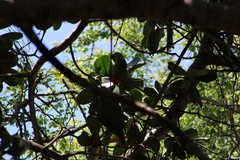 Psittacara erythrogenys