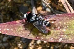 Miltogramminae