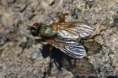 Calyptratae