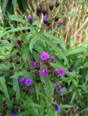Vernonia noveboracensis