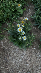 Leucanthemum maximum