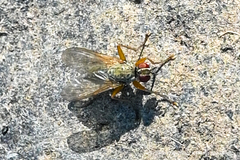 Calyptratae