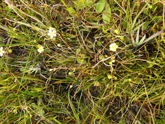 Ranunculus flammula