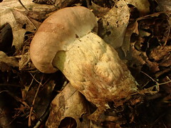 Hypomyces melanocarpus