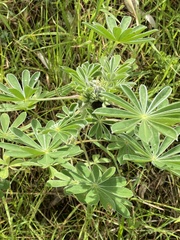 Lupinus cosentinii