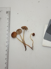 Marasmius