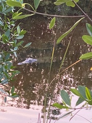 Crocodylus moreletii