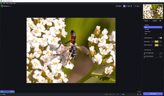 Cylindromyia intermedia