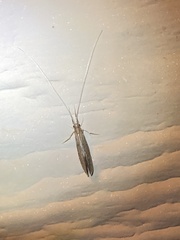 Oecetis