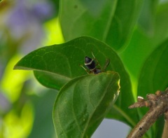 Paraleptomenes miniatus