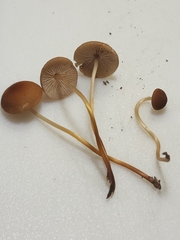 Marasmius