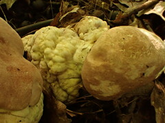 Hypomyces melanocarpus