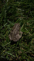 Anaxyrus fowleri