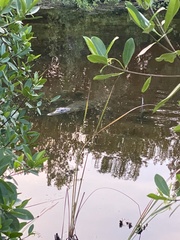 Crocodylus moreletii