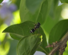 Paraleptomenes miniatus