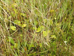 Maianthemum dilatatum