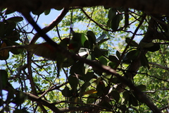 Psittacara erythrogenys