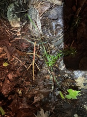 Megaphasma denticrus