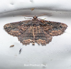 Menophra subplagiata