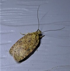 Agonopterix thelmae