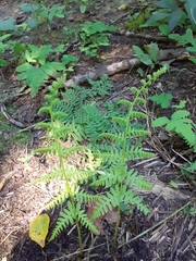 Athyrium