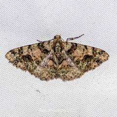 Myrioblephara harutai