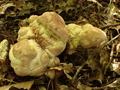Hypomyces melanocarpus