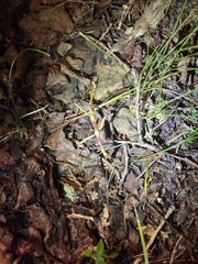 Megaphasma denticrus