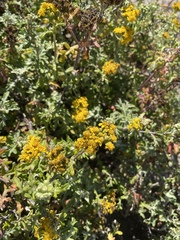 Eriophyllum