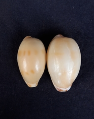 Notocypraea dissecta