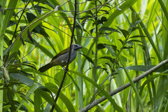 Saltator maximus