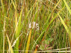 Sidalcea calycosa rhizomata