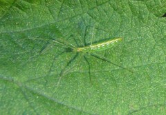 Zelus luridus