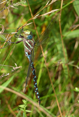 Aeshna tuberculifera