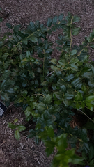 Ilex cornuta