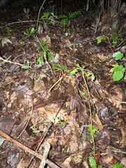 Megaphasma denticrus