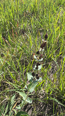 Penstemon grandiflorus