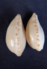 Notocypraea dissecta